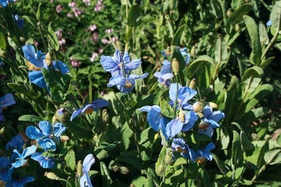 Lystigardur Akureyrar