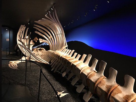 Museo Húsavík Whale