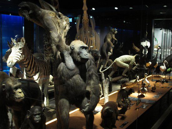 Musée d'histoire naturelle Fribourg