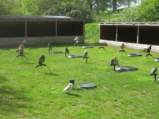 The Falconry Centre
