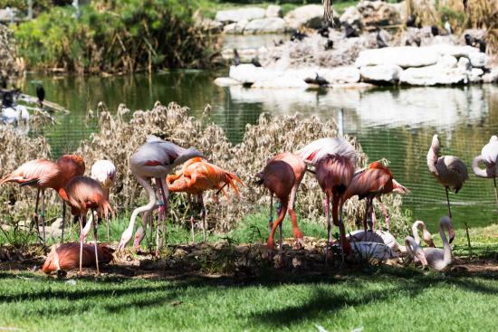 Zoológico bíblico de Jerusalén
