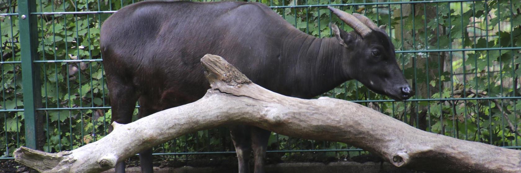 Zoológico de Ragunan