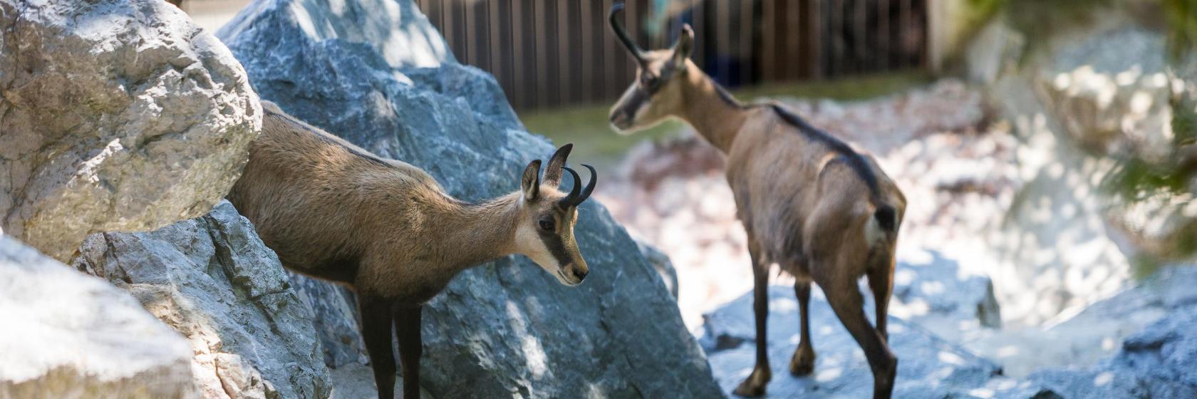 Zoo Alpino de Innsbruck