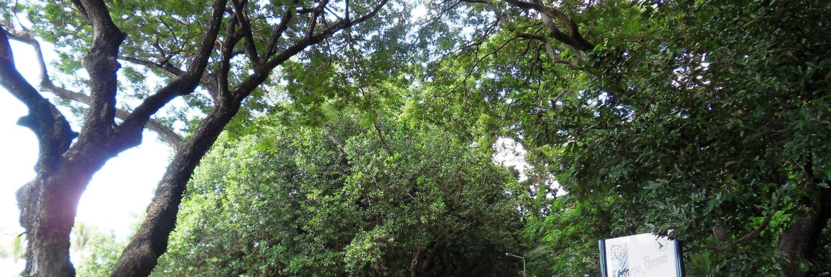 Jardín Botánico George Brown de Darwin