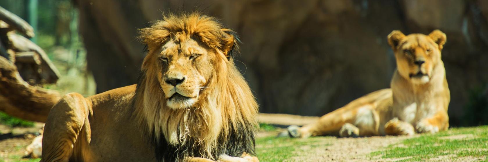 Zoológico de Basilea