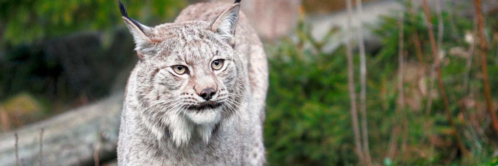 Zoológico de Borås