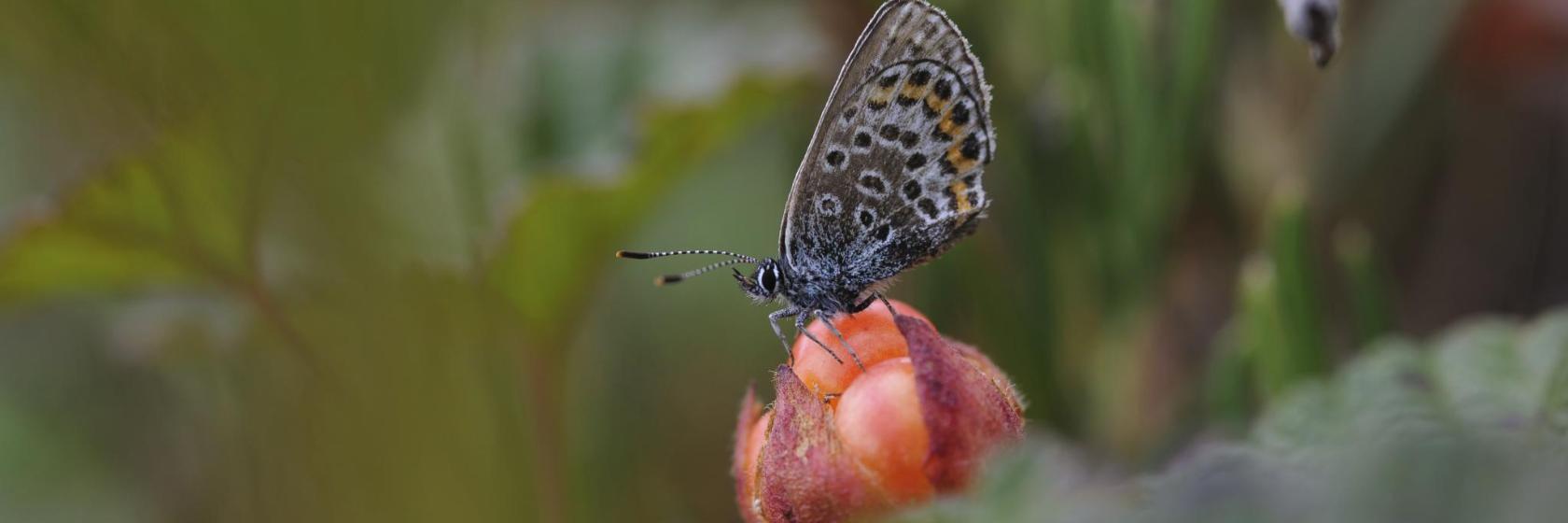 Jardín Botánico Ártico-Alpino de Tromsø