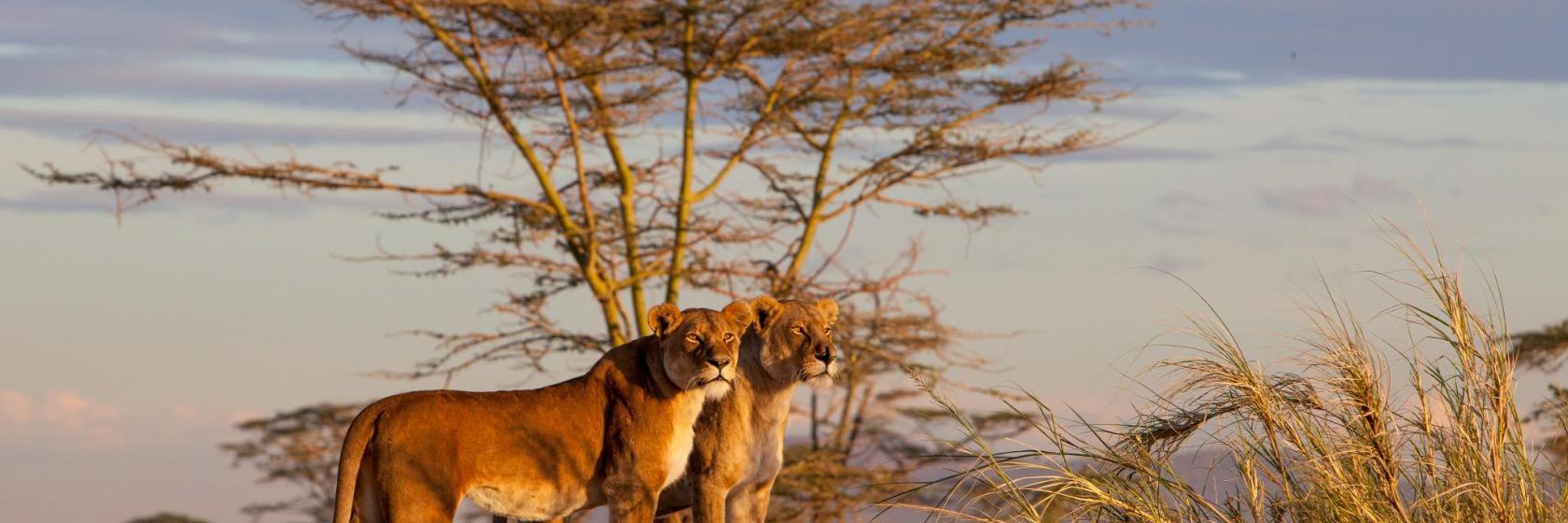 Parque nacional Serengueti