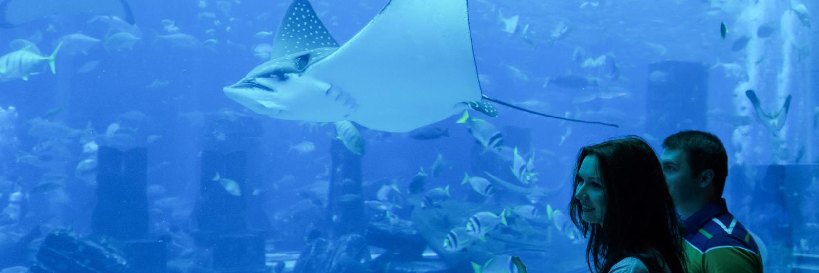 Acuario Marino de Río de Janeiro