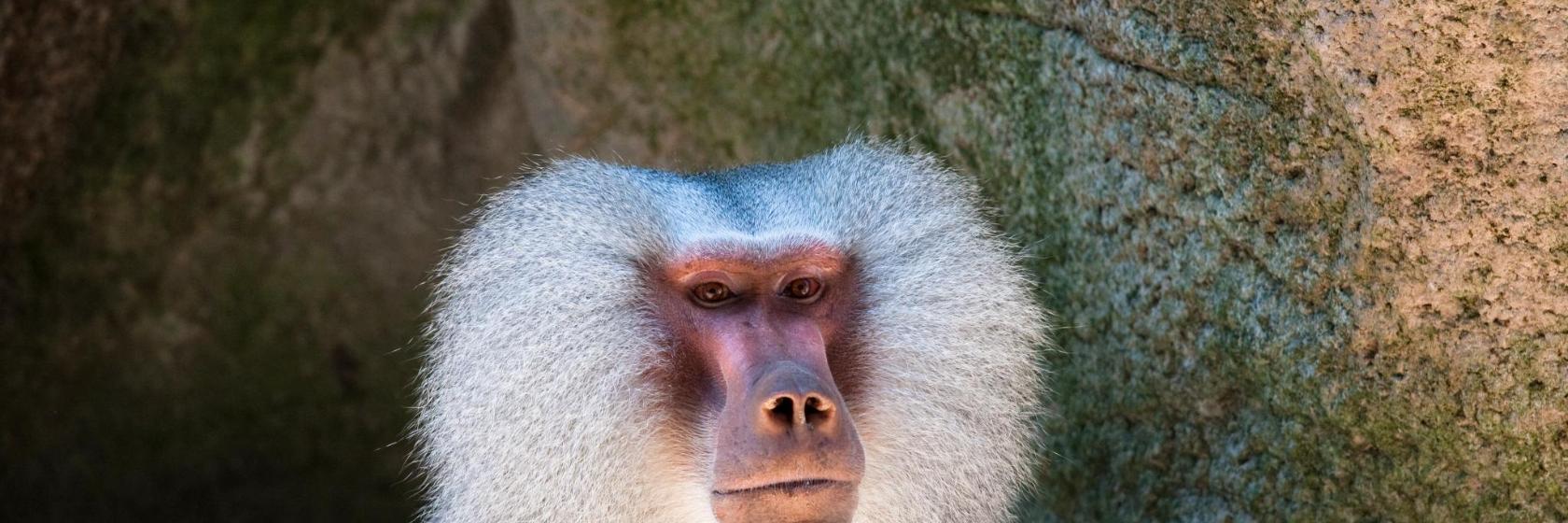 Zoológico de Aalborg