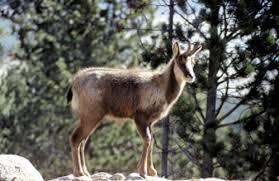 Animal Park Angles in Capcir