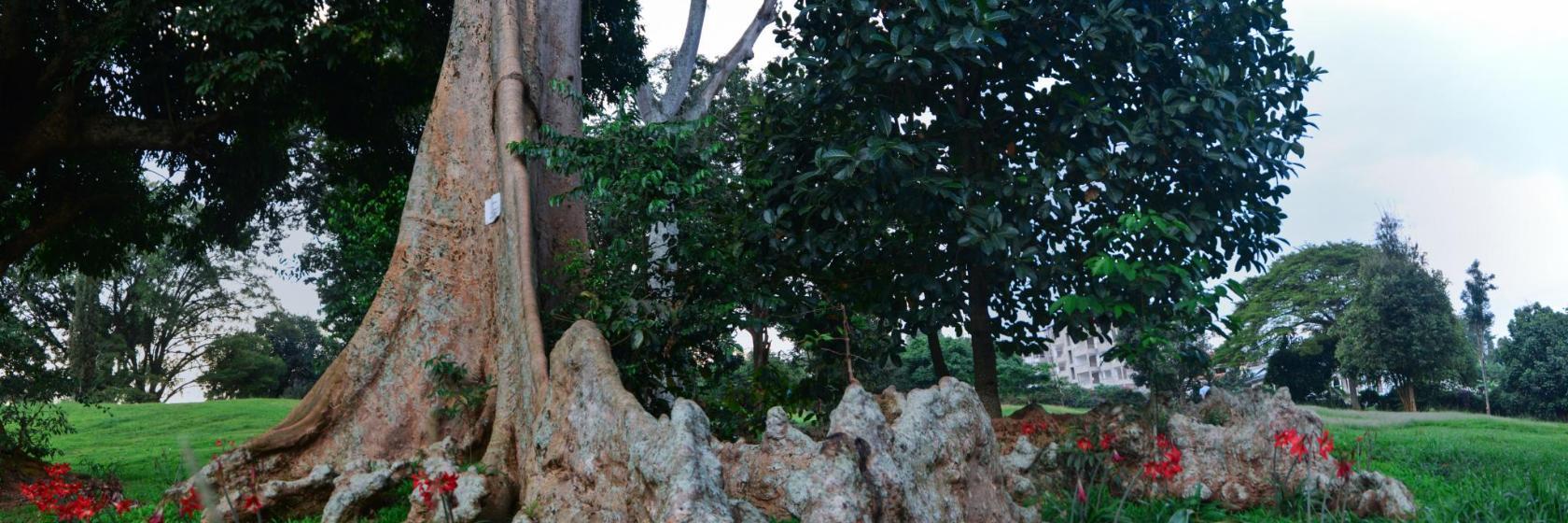 Jardín Botánico de Entebbe