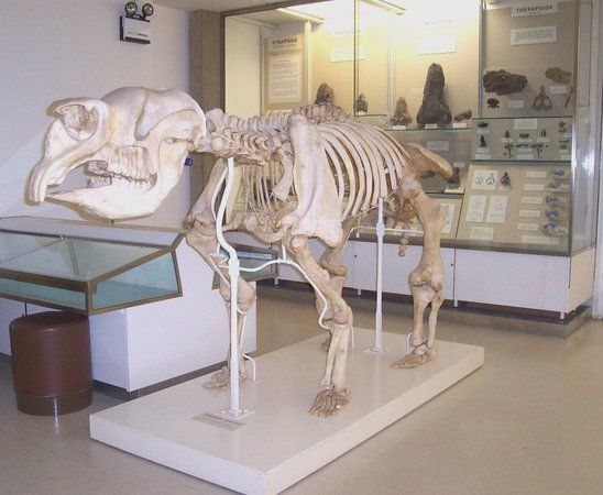 Museo de Zoología de la Universidad de Cambridge