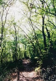 Selva di Castelfidardo