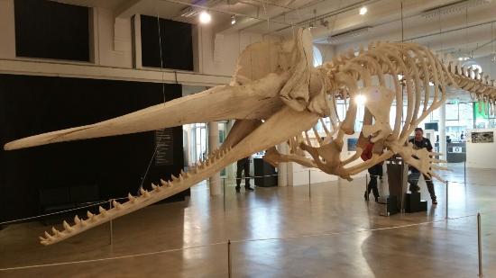 Museo Natural de Brabante