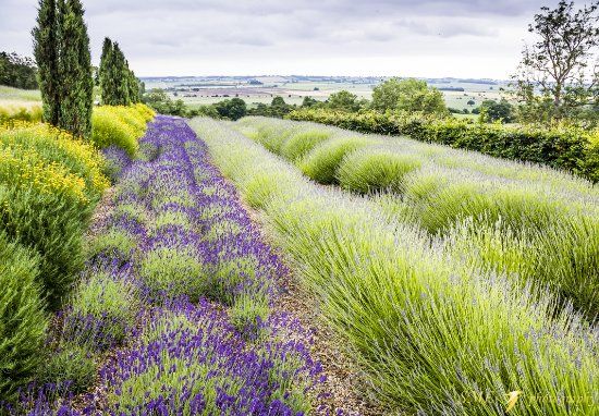 Yorkshire Lavender