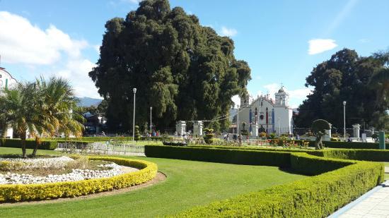 Árbol del Tule