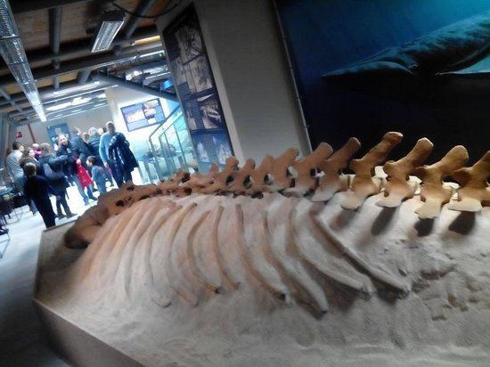 Museo Paleontologico Territoriale dell'Astigiano