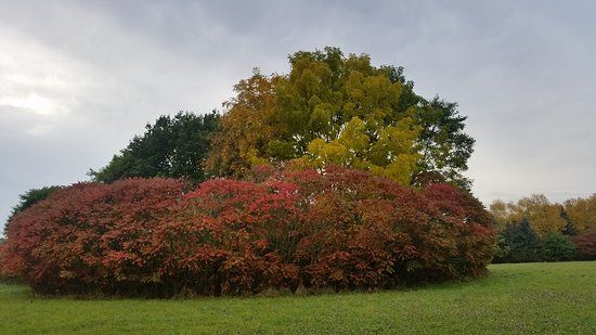 Arboreto Main-Taunus