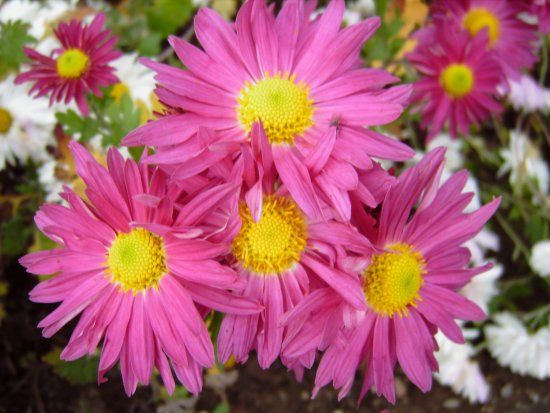 Jardín Botánico de la Universidad de Maguncia