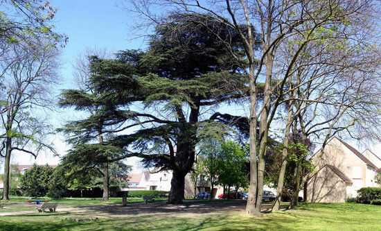 Parc du Cedre