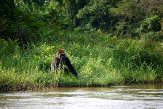Réserve Naturelle de Gorilles de Lésio-Louna-Léfini